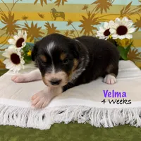 Velma, a female Australian Shepherd for sale in El Dorado Springs, MO – 2 of 6