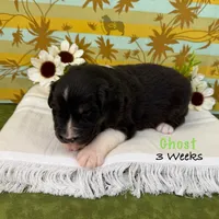 Ghost, a male Australian Shepherd for sale in El Dorado Springs, MO – 3 of 6