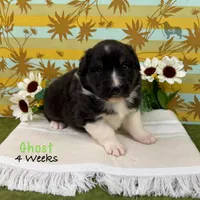 Ghost, a male Australian Shepherd for sale in El Dorado Springs, MO – 2 of 6
