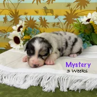Mystery, a female Australian Shepherd for sale in El Dorado Springs, MO – 5 of 6