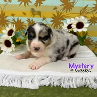 Mystery, a female Australian Shepherd for sale in El Dorado Springs, MO – 3 of 6