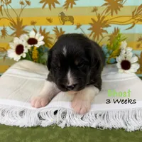Ghost, a male Australian Shepherd for sale in El Dorado Springs, MO – 4 of 6