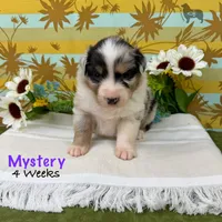 Mystery, a female Australian Shepherd for sale in El Dorado Springs, MO – 2 of 6