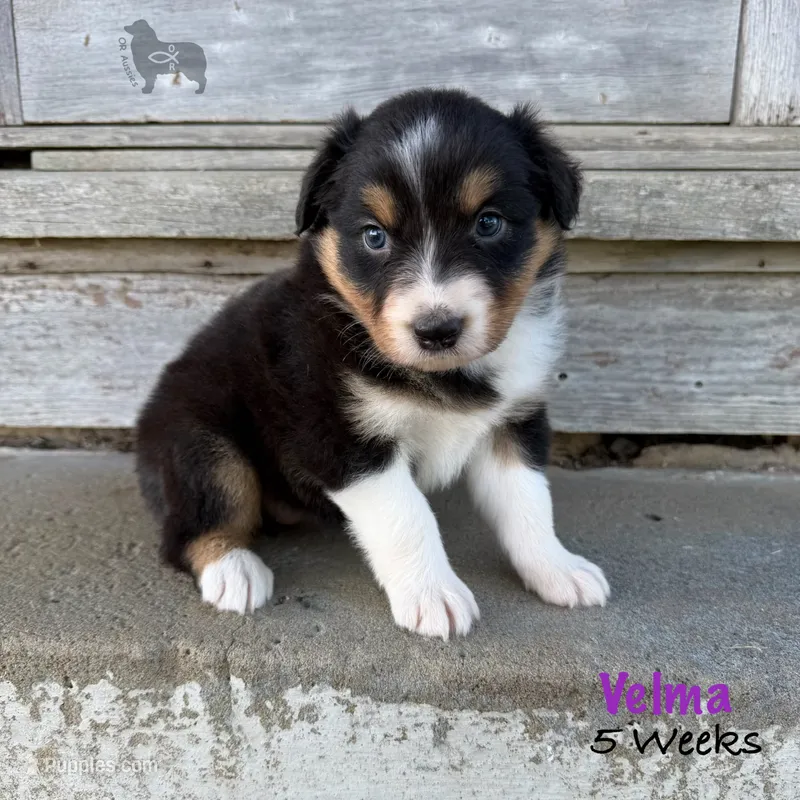 Velma – Australian Shepherd puppy for sale in El Dorado Springs, MO