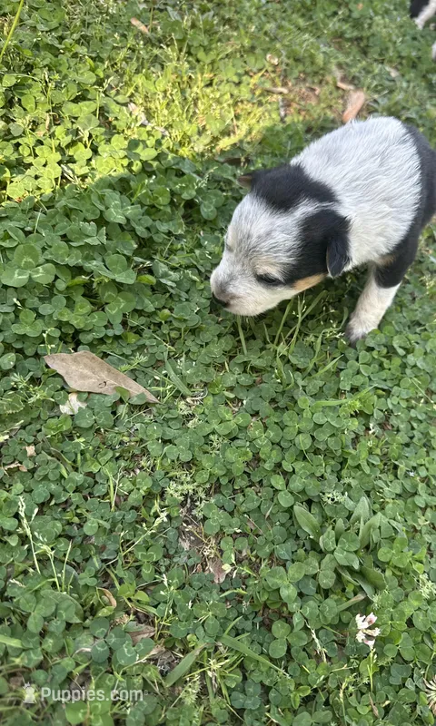 Bria  – Miniature Australian Shepherd puppy for sale in Keota, OK
