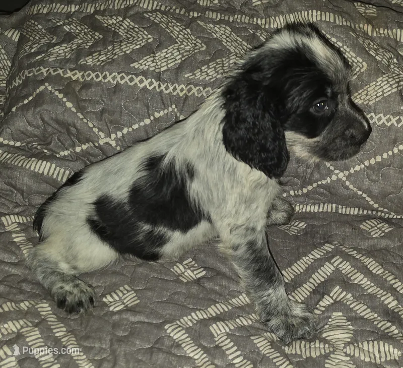 Reggie  – English Springer Spaniel puppy for sale in West Peoria, IL
