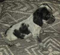Reggie , a male English Springer Spaniel for sale in West Peoria, IL – 1 of 3