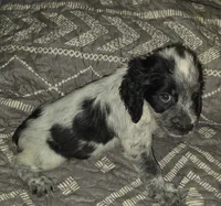 Reggie , a male English Springer Spaniel for sale in West Peoria, IL – 3 of 3