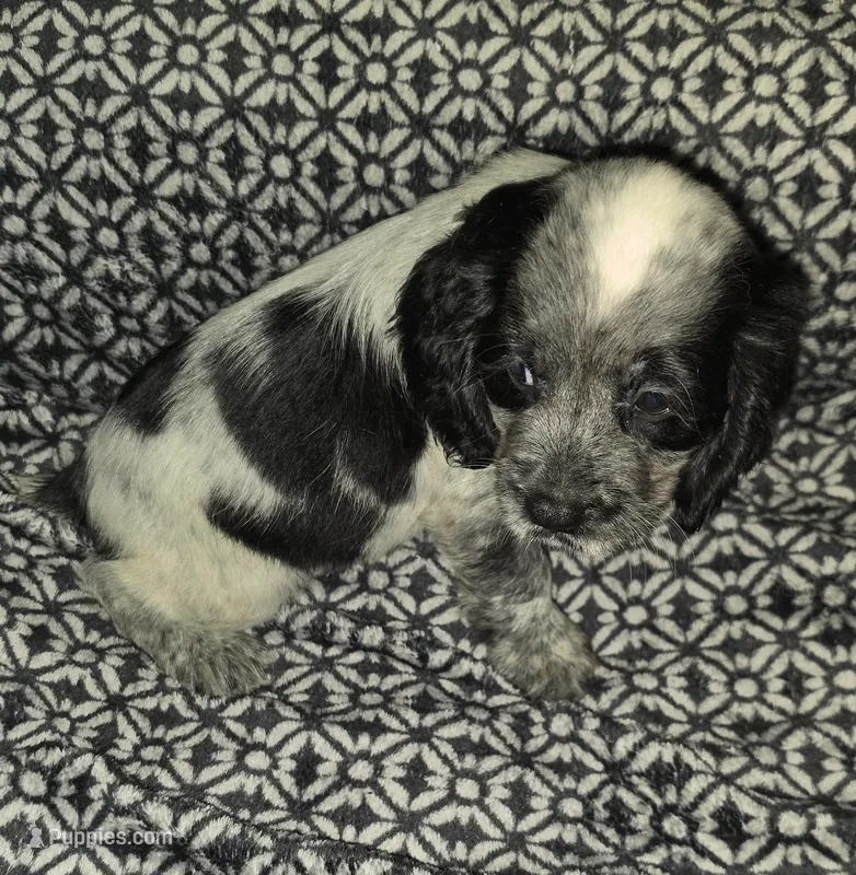 Ester – English Springer Spaniel puppy for sale in West Peoria, IL