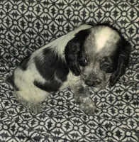 Ester, a female English Springer Spaniel for sale in West Peoria, IL – 5 of 10