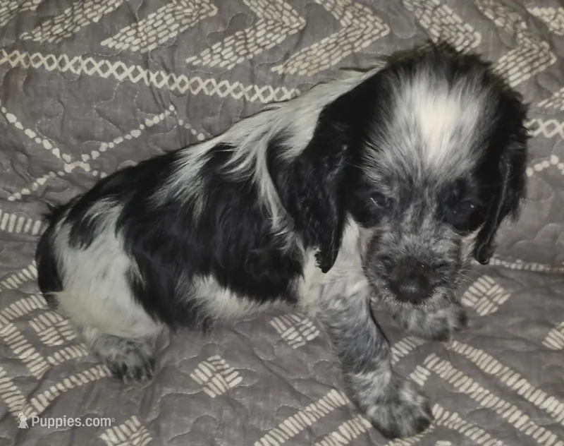 Rupert  – English Springer Spaniel puppy for sale in West Peoria, IL