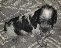 Rupert , a male English Springer Spaniel for sale in West Peoria, IL – 1 of 3