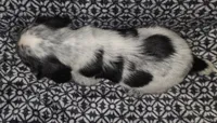 Ester, a female English Springer Spaniel for sale in West Peoria, IL – 7 of 10