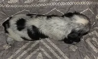 Ester, a male English Springer Spaniel for sale in West Peoria, IL – 3 of 3