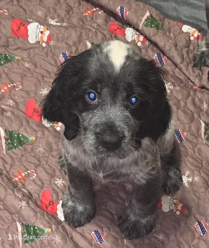 Ester – English Springer Spaniel puppy for sale in West Peoria, IL