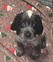 Ester, a female English Springer Spaniel for sale in West Peoria, IL – 1 of 10