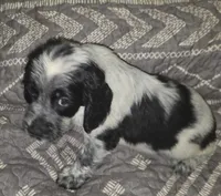 Sally, a female English Springer Spaniel for sale in West Peoria, IL – 2 of 3