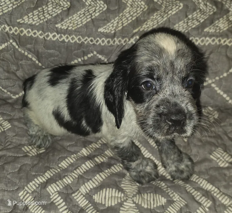 Ester – English Springer Spaniel puppy for sale in West Peoria, IL