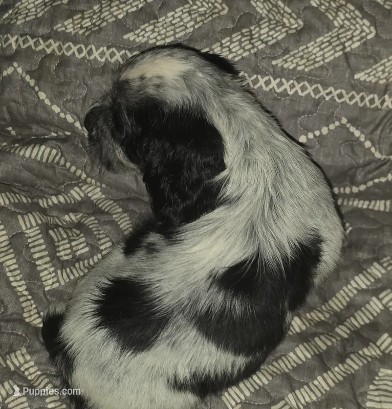 Sally – English Springer Spaniel puppy for sale in West Peoria, IL
