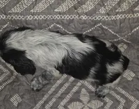 Rupert , a male English Springer Spaniel for sale in West Peoria, IL – 2 of 3
