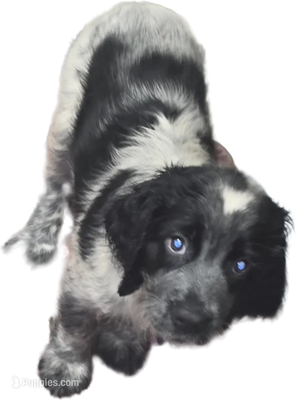Sally – English Springer Spaniel puppy for sale in West Peoria, IL