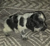 Sally, a female English Springer Spaniel for sale in West Peoria, IL – 3 of 3