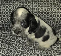 Ester, a female English Springer Spaniel for sale in West Peoria, IL – 6 of 10