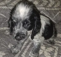 Rupert , a male English Springer Spaniel for sale in West Peoria, IL – 3 of 3