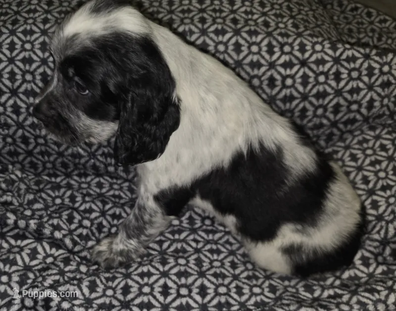 Sally – English Springer Spaniel puppy for sale in West Peoria, IL