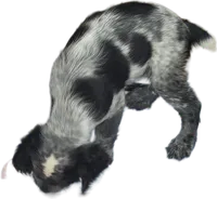 Ester, a female English Springer Spaniel for sale in West Peoria, IL – 3 of 10