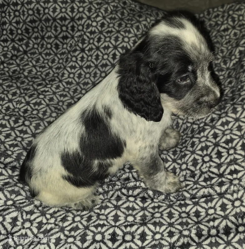 Reggie  – English Springer Spaniel puppy for sale in West Peoria, IL