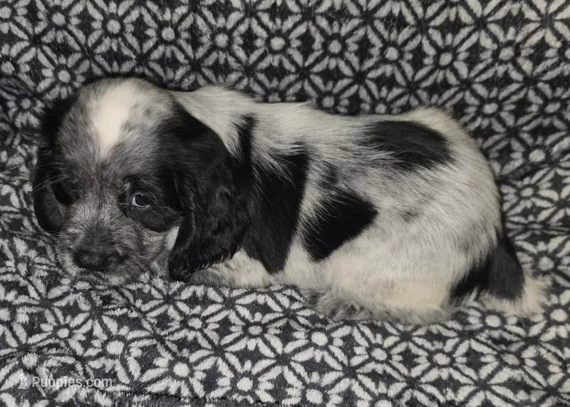 Ester – English Springer Spaniel puppy for sale in West Peoria, IL