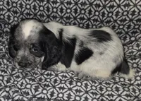 Ester, a female English Springer Spaniel for sale in West Peoria, IL – 4 of 10