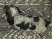 Ester, a male English Springer Spaniel for sale in West Peoria, IL – 2 of 3