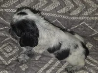 Reggie , a male English Springer Spaniel for sale in West Peoria, IL – 2 of 3