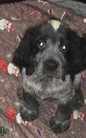Ester, a female English Springer Spaniel for sale in West Peoria, IL – 2 of 10