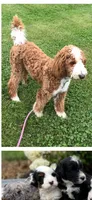 Finn, a male Miniature Bernedoodle for sale in Creston, OH – 5 of 6