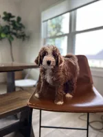 Finn, a male Miniature Bernedoodle for sale in Creston, OH – 2 of 6