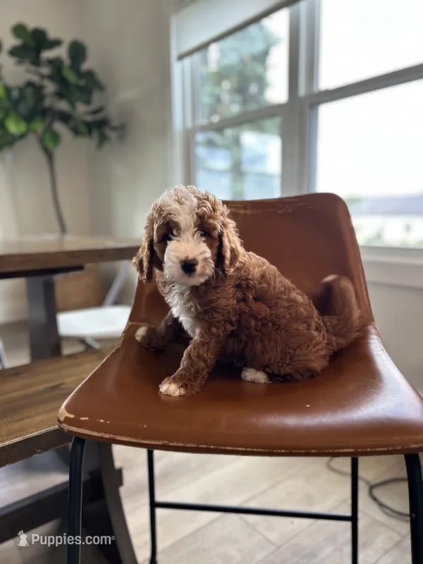 Finn – Miniature Bernedoodle puppy for sale in Creston, OH