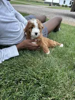 Finn, a male Miniature Bernedoodle for sale in Creston, OH – 3 of 6