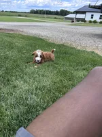 Finn, a male Miniature Bernedoodle for sale in Creston, OH – 4 of 6