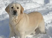 Junior, a male Labrador Retriever for sale in Monona, IA – 2 of 4