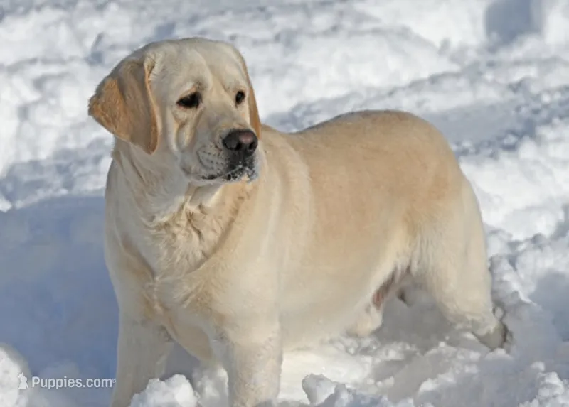 Junior – Labrador Retriever puppy for sale in Monona, IA