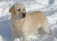 Junior, a male Labrador Retriever for sale in Monona, IA – 1 of 4