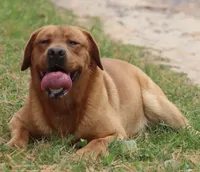 Rusty, a male Labrador Retriever for sale in Monona, IA – 3 of 4