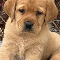 Bo, a male Labrador Retriever for sale in Monona, IA – Photo 2 of 2