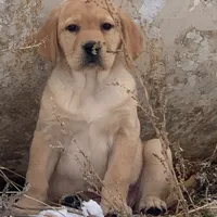 Stella, a female Labrador Retriever for sale in Monona, IA – Photo 1 of 2