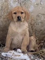 Stella, a female Labrador Retriever for sale in Monona, IA – Photo 1 of 2