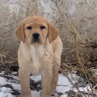 Stella, a female Labrador Retriever for sale in Monona, IA – Photo 2 of 2