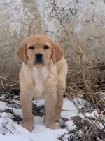 Stella, a female Labrador Retriever for sale in Monona, IA – Photo 2 of 2